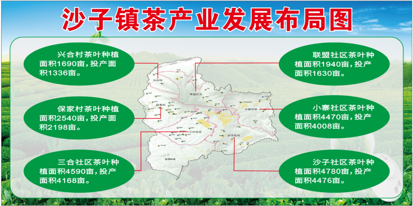 茶园图片
