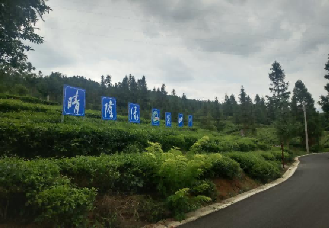 茶园图片