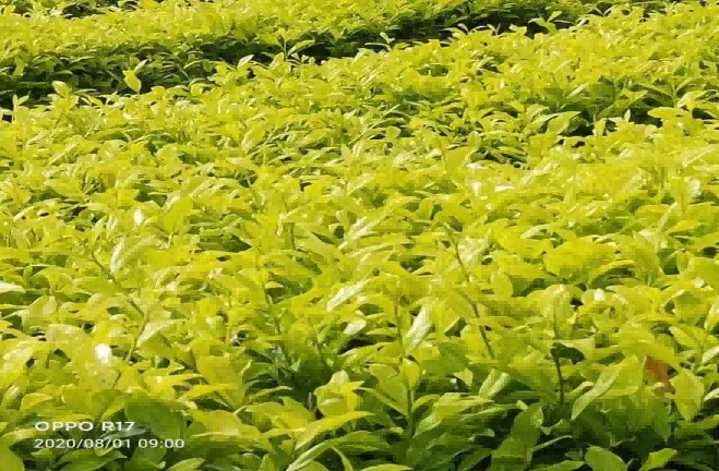 茶园图片