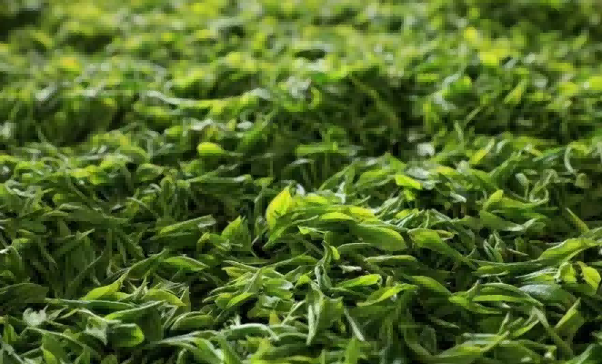 茶园图片